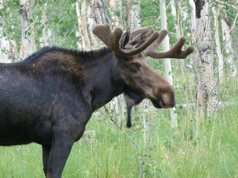 Moose